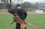 Sierra Canine Working Dogs