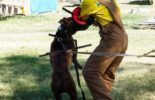 Sierra Canine Working Dogs