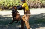 Sierra Canine Working Dogs