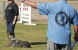Sierra Canine Working Dogs