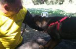 Sierra Canine Working Dogs