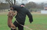 Sierra Canine Working Dogs