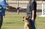 Sierra Canine Working Dogs