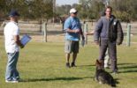 Sierra Canine Working Dogs