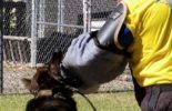 Sierra Canine Working Dogs