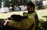 Sierra Canine Working Dogs