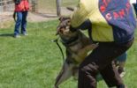 Sierra Canine Working Dogs