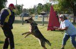 Sierra Canine Working Dogs