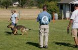Sierra Canine Working Dogs