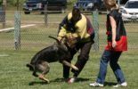 Sierra Canine Working Dogs