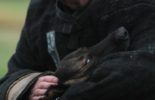 Sierra Canine Working Dogs