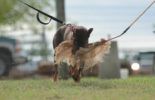 Sierra Canine Working Dogs