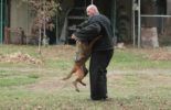 Sierra Canine Working Dogs