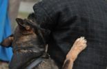Sierra Canine Working Dogs
