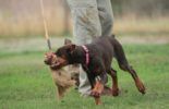 Sierra Canine Working Dogs