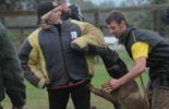 Sierra Canine Working Dogs