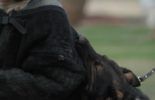 Sierra Canine Working Dogs