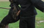 Sierra Canine Working Dogs