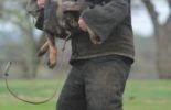 Sierra Canine Working Dogs