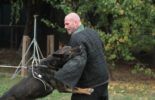 Sierra Canine Working Dogs