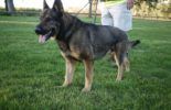 Sierra Canine Working Dogs