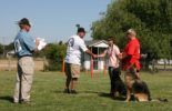 Sierra Canine Working Dogs