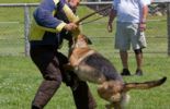 Sierra Canine Working Dogs