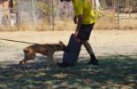 Sierra Canine Working Dogs