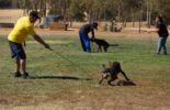 Sierra Canine Working Dogs