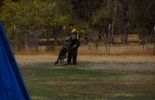Sierra Canine Working Dogs