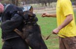 Sierra Canine Working Dogs