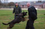 Sierra Canine Working Dogs
