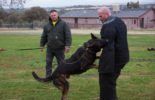 Sierra Canine Working Dogs