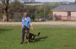 Sierra Canine Working Dogs