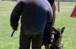 Sierra Canine Working Dogs