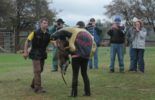 Sierra Canine Working Dogs