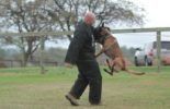 Sierra Canine Working Dogs