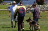 Sierra Canine Working Dogs