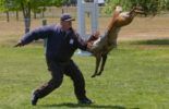 Sierra Canine Working Dogs