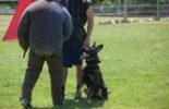 Sierra Canine Working Dogs