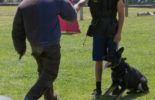 Sierra Canine Working Dogs