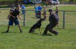 Sierra Canine Working Dogs