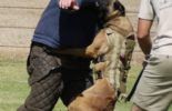 Sierra Canine Working Dogs