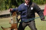 Sierra Canine Working Dogs