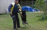 Sierra Canine Working Dogs