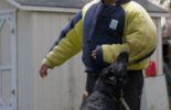 Sierra Canine Working Dogs