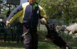 Sierra Canine Working Dogs