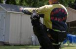 Sierra Canine Working Dogs