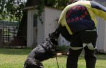 Sierra Canine Working Dogs