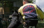 Sierra Canine Working Dogs